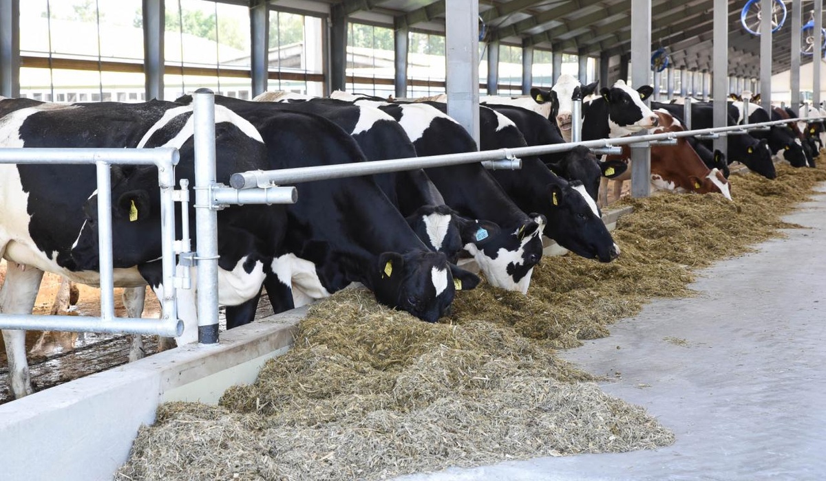 Курская область отправила на экспорт более 5 тысяч тонн молока и мяса