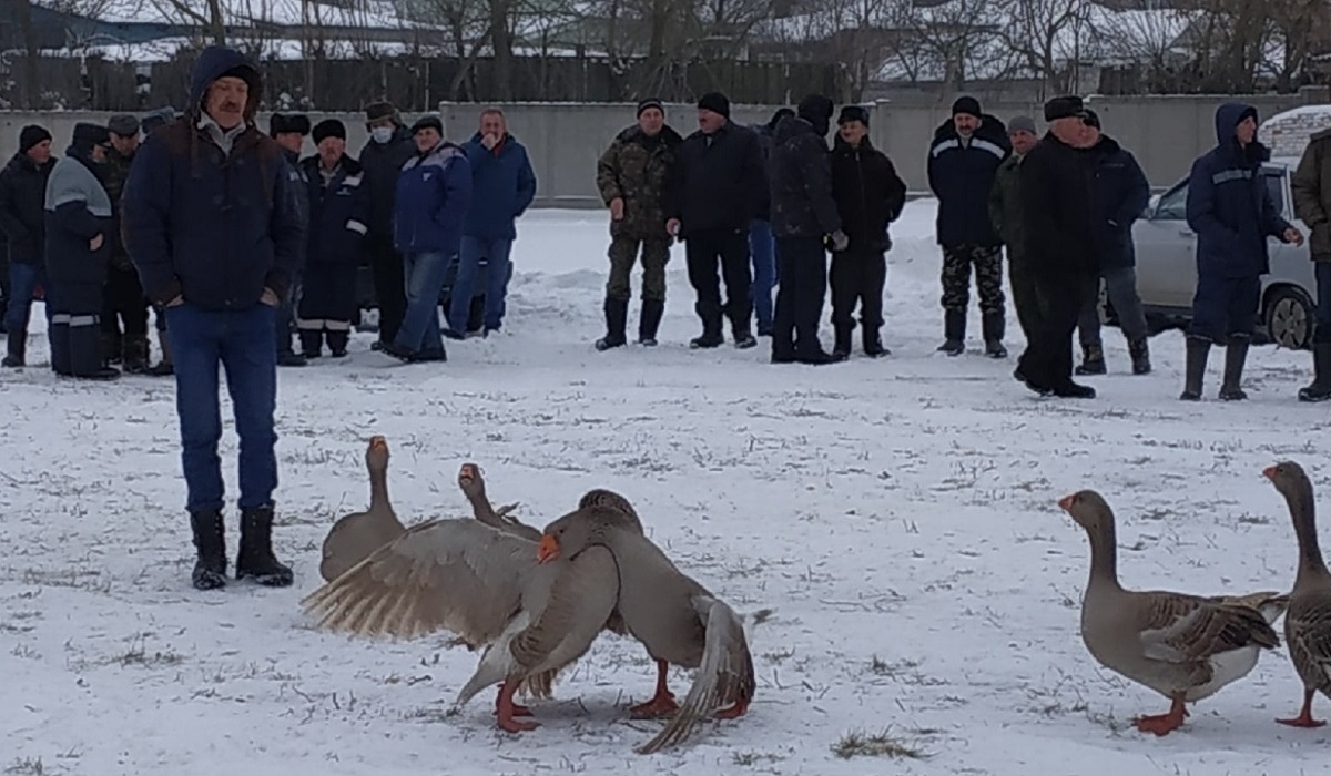 В Курской области состоялся смотр-конкурс бойцовых гусей