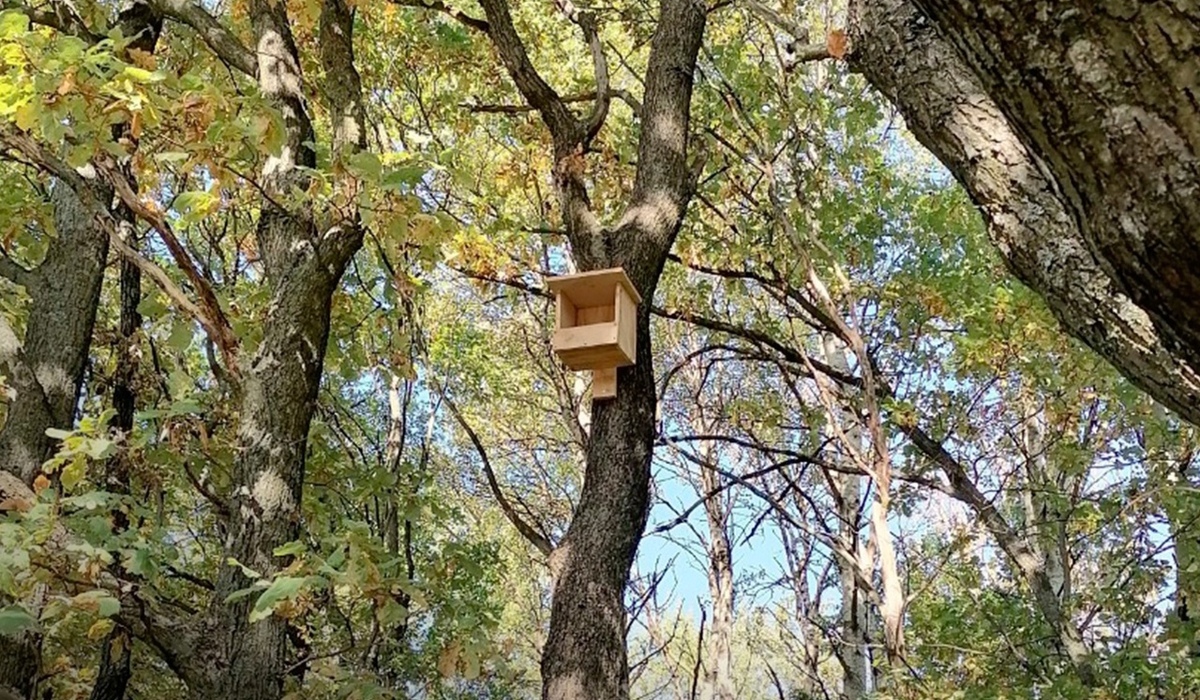 В Курске экологи установили 15 искусственных гнезд для редких видов птиц