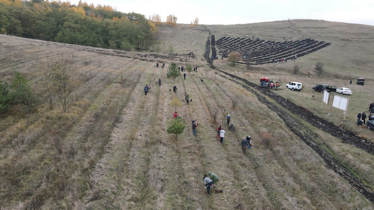 В 10 районах Курской области высадили деревья в рамках акции «Сохраним лес»